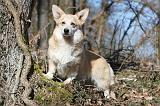CORGI PEMBROKE 533